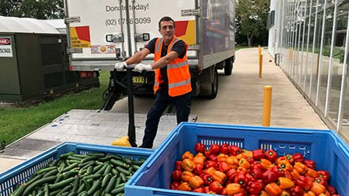 The National Vegetable Protected Cropping Centre's Glasshouse, based at Hawkesbury campus, has produced more than 58 tonnes of fresh produce from production and research trials, which is has donated to Foodbank. Picture: WSU