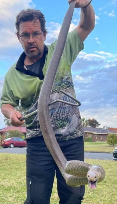 Sean Cade, Professional Snake Catcher at Australian Snake Catchers, catching a snake on another job. Picture supplied
