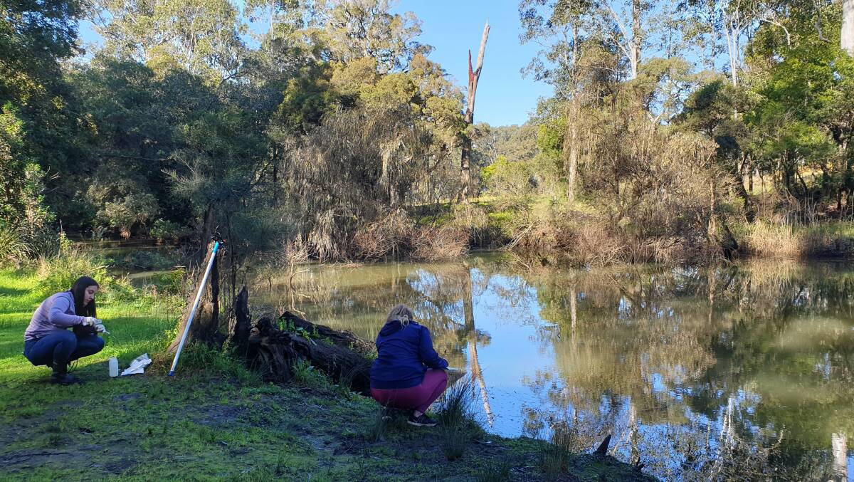 Site testing: Gabrielle Sabatino (Undergraduate student) and Katherine Morrison (PhD candidate) test for platypus at Newmans Reserve in Cattai. Picture: Supplied