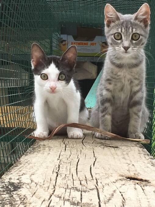 Foster kittens Sam and Holly at Hawkesbury Valley Animal Welfare League. Picture: Supplied