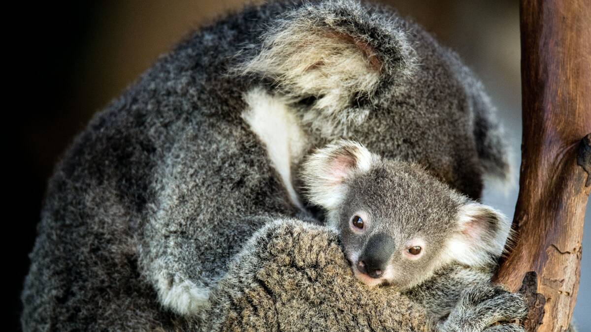 The Sydney Basin Koala Network is a new voice fighting for koala protection from the Blue Mountains to Nowra. Picture by David Clode
