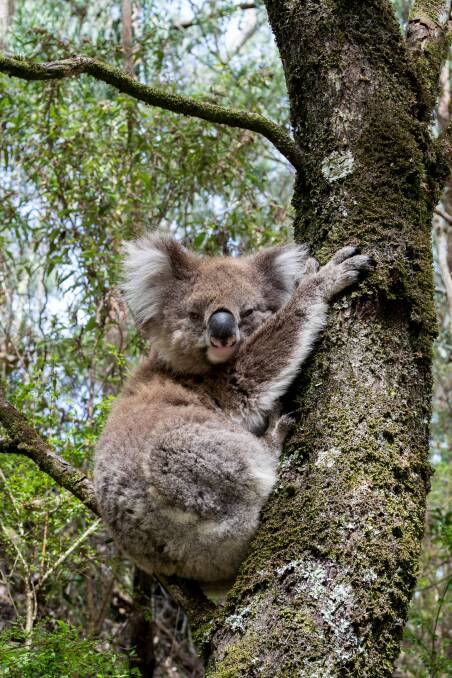The Sydney Basin Koala Network will be releasing an annual report card on the progress of koala protection - including in the Hawkesbury. Picture by Cassie Lafferty