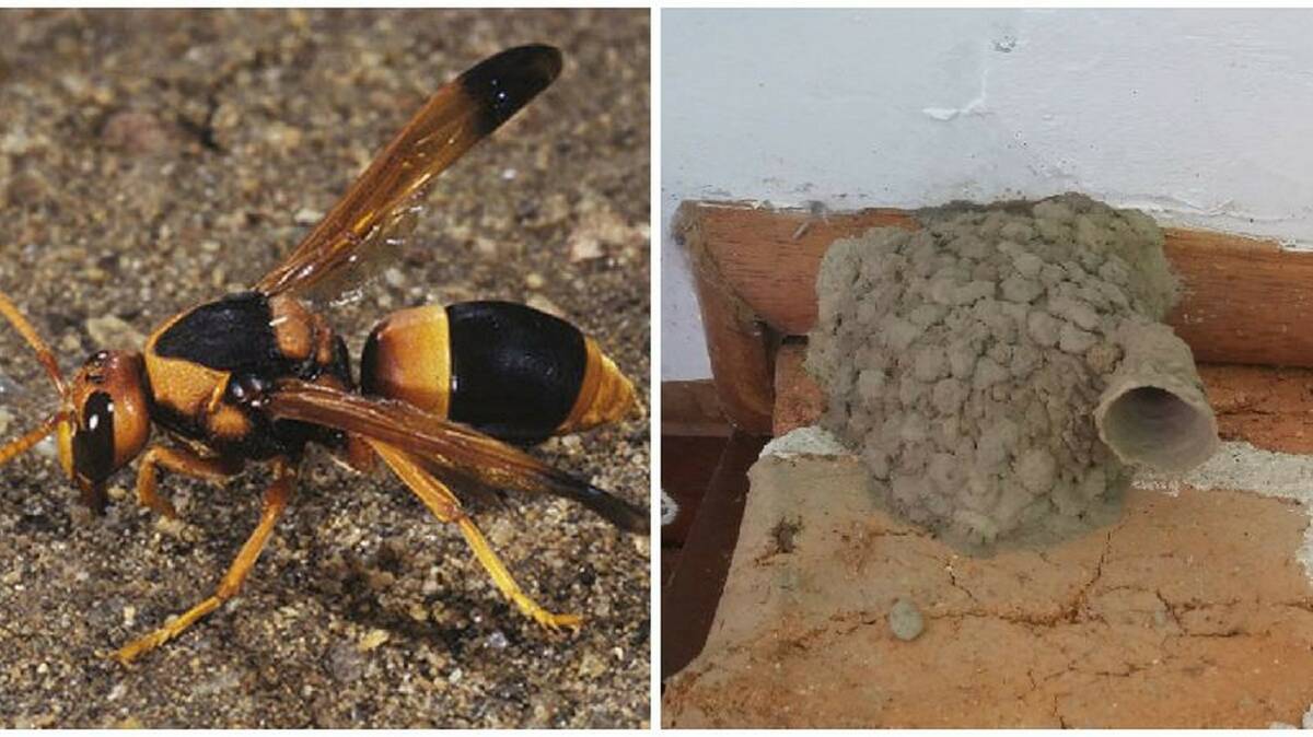 Wasp Season Brings Native Mud Wasps Into Urban Hawkesbury To Build Nests Hawkesbury Gazette Richmond Nsw