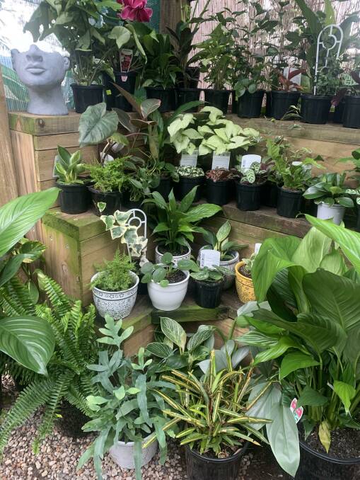Indoor devotion: Peperomias, peace lilies, ferns or fittonias - you name it, Sully's has it.