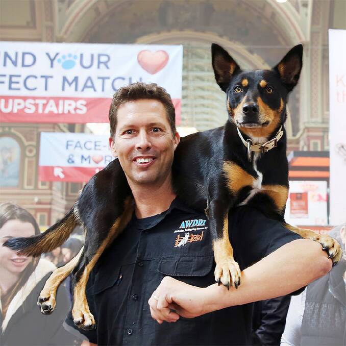 RECOGNISED: Carey Edwards, co-founder of Australian Working Dog Rescue, with Nimble on his shoulders.