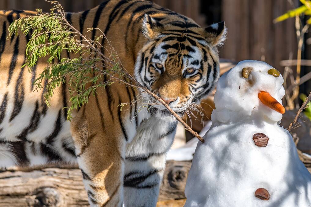 Fourteen-year-old Siberian tiger Nika explores snow for the first time. Pictures: Supplied