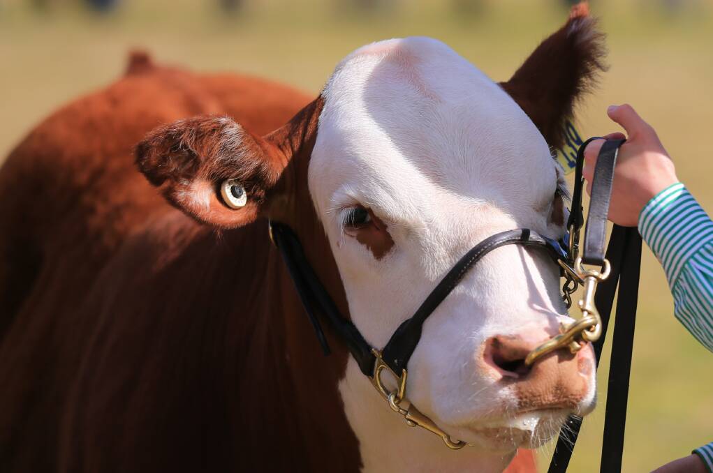 Ag focus: Students will study between the Centre of Excellence and Richmond High School campuses. Picture: Geoff Jones