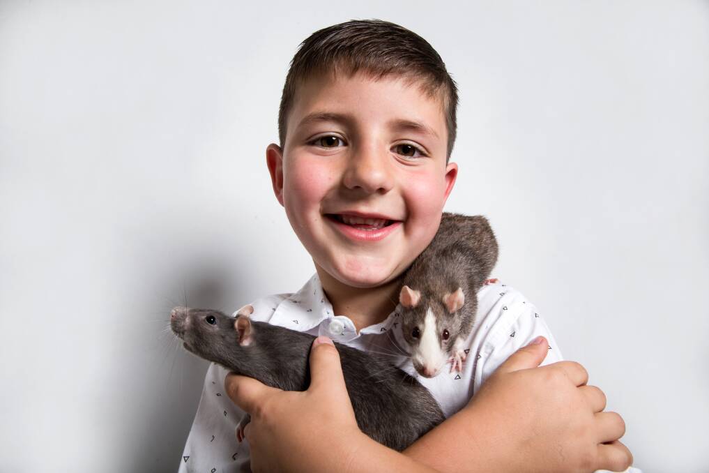 Six-year-old Cooper, with Remy and Ratty, his beloved pet rats. Picture: Geoff Jones