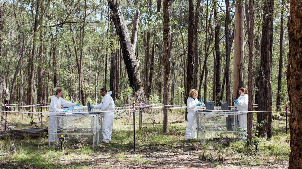 Yarramundi's Australian Facility for Taphonomic Experimental Research (AFTER) site makes important discoveries about human cadaver decomposition | Hawkesbury Gazette | Richmond, NSW