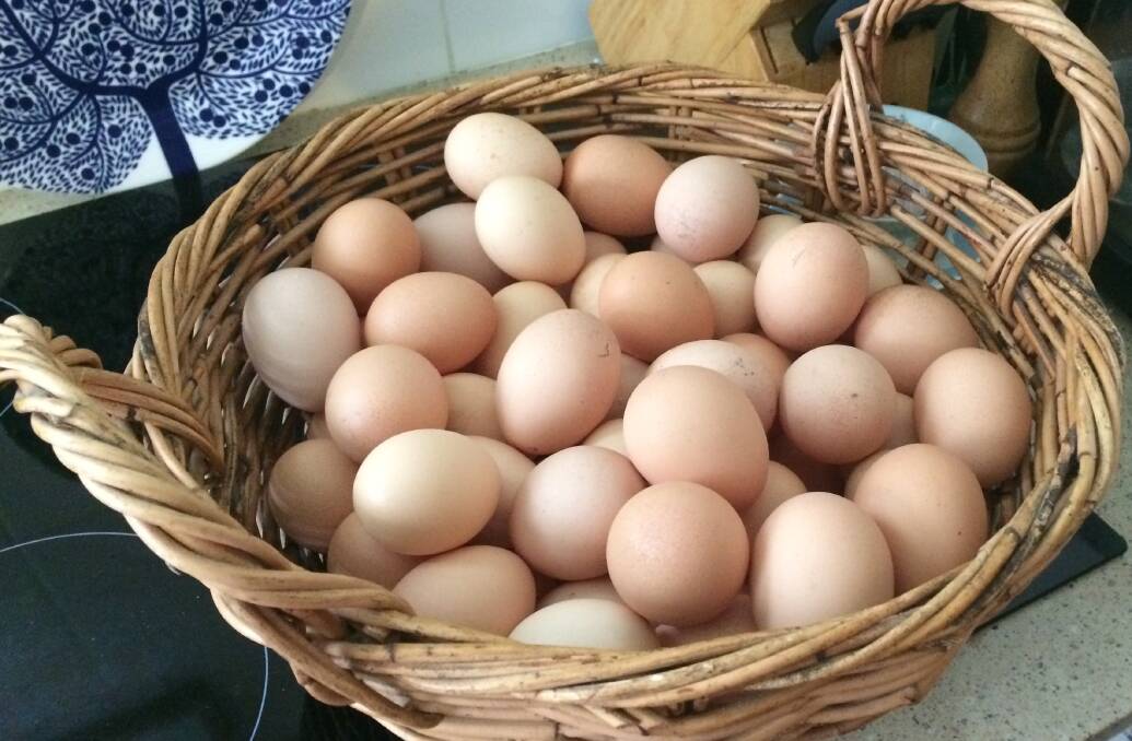 FOR THE BIN: Richmond resident Joanna Pickford has had to throw away over 60 eggs from her three chickens due to PFAS contamination in the soil on her property. Picture: Joanna Pickford