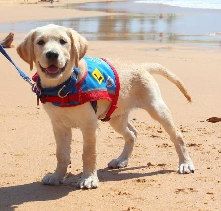 SUPPORT DOG: Assistance puppy Hope is being funded by sales from Billie Kinder's book of the same name.