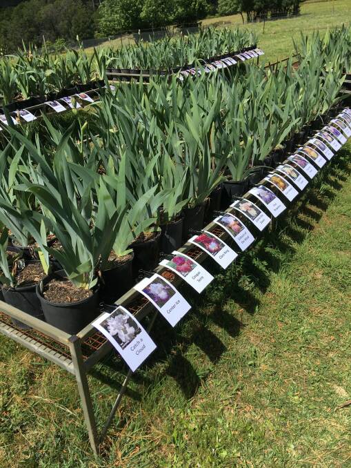 See for yourself: Iris Australis in Bilpin has over 1,000 varieties, and 1,600 metres of iris beds, which the public can view at the farm during October. Picture: Supplied
