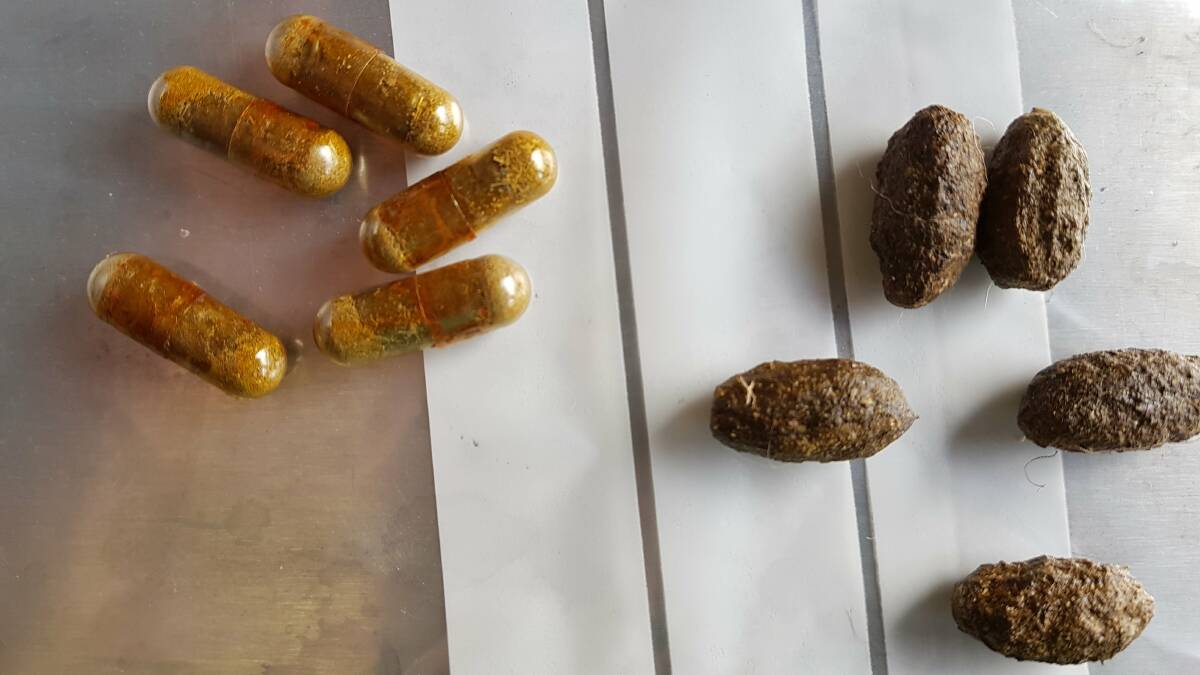 Koala poo (right) to be made into faecal transplants for koalas to change their gut bacteria. Picture: Supplied