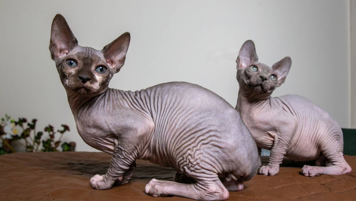 Hawkesbury cats Jimmy and Dixon (Sphynx breed) will now have to wait until August 14 to strut their stuff in the show ring. Picture: Geoff Jones