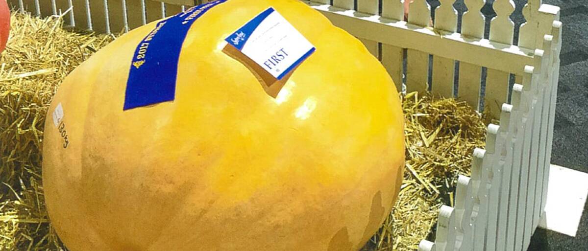 Family first: Paul Simmons' first-prize-winning giant pumpkin at the 2017 Sydney Royal, which netted him $1000. Picture: Supplied