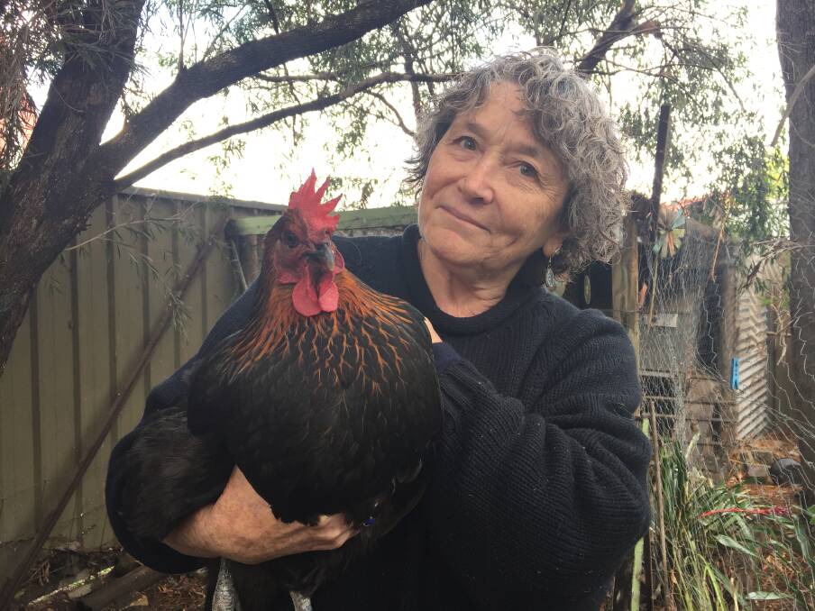 CONTAMINATION: East Richmond's Joanna Pickford with her hen Goosie Loosie. PFAS contamination has been found in all three of her chickens' eggs, as well as the soil on her property. Picture: Sarah Falson 