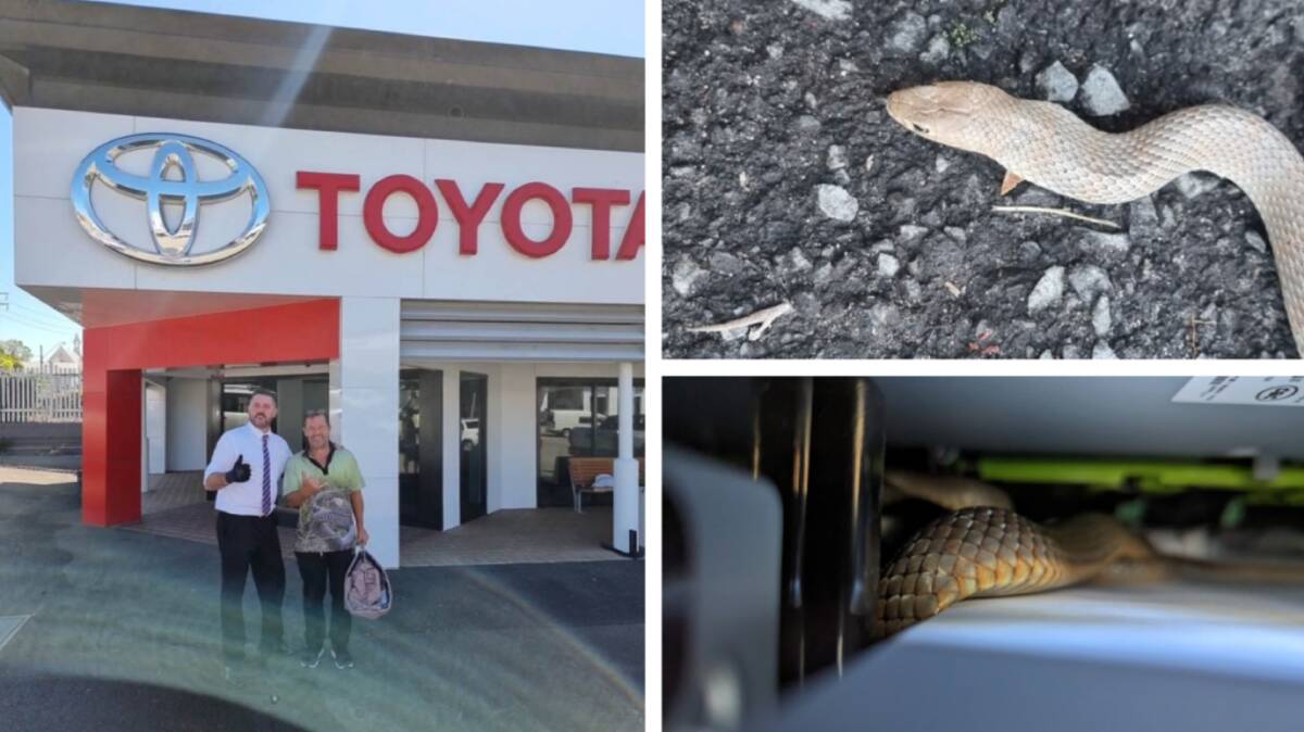 Windsor Toyota's Joel Aquilina and Australian Snake Catchers' Sean Cade, and an eastern brown snake that was found inside a printer paper tray at Windsor Toyota. Pictures by Shane Willemse, Sean Cade and Joel Aquilina