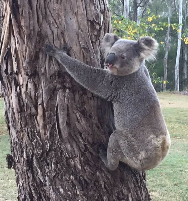 Animals spotted: A koala spotted on an East Kurrajong property that backs on to the site for a proposed caravan park in Glossodia. Picture: Christine Tyler