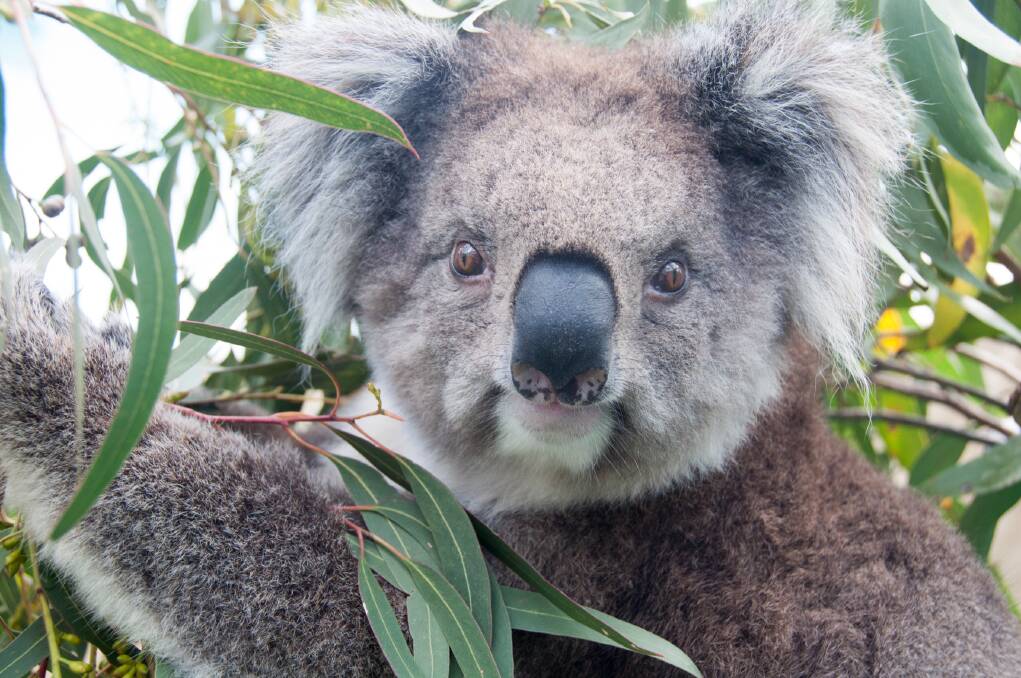 One of the research participants in the project, Argi the koala. Picture: Supplied