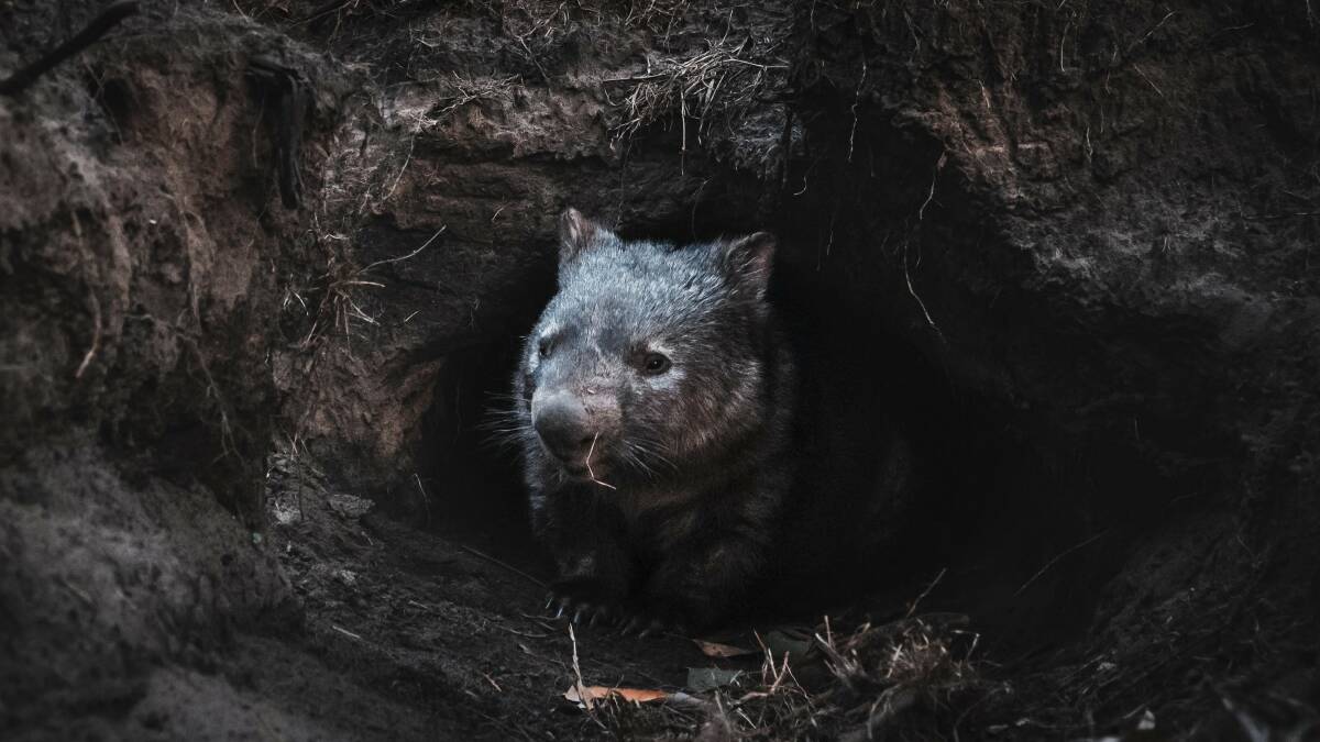 A Macdonald Valley wombat in its burrow. Picture: Tobias Davidson