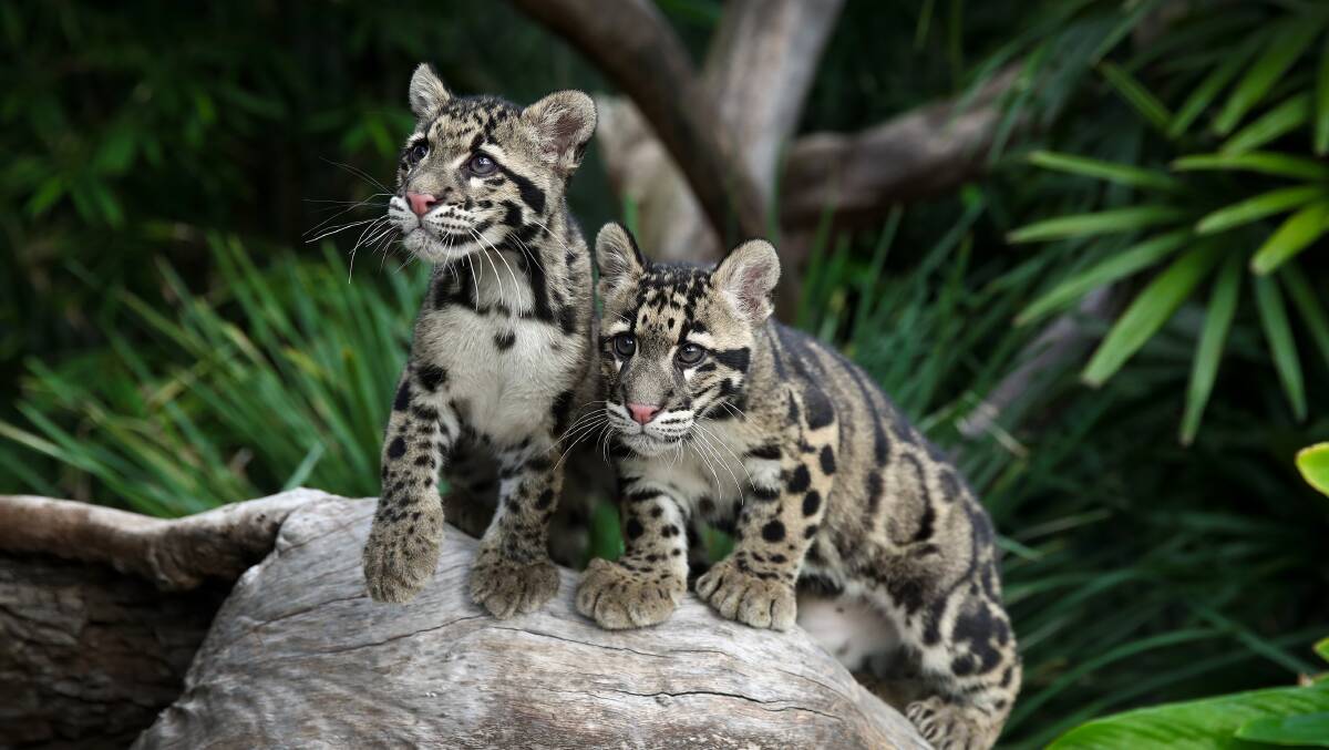 Six-month-old Clouded Leopard cubs, Tai (male) and Cinta (female), are the only of their kind in the country. Pictures: Supplied