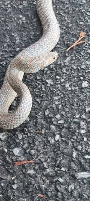 The eastern brown snake captured from a printer tray at Windsor Toyota was estimated to be around four or five years old and around a metre in length. Picture by Sean Cade