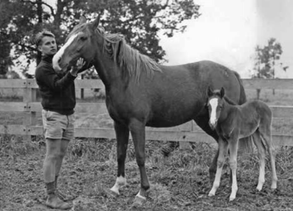 Roland Breckwoldt with one of the Hawkesbury Agricultural College Arab mares in early 1967 when he was a tutor in the beef section. Picture: Supplied