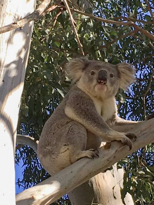 SAVE US: A koala spotted on Greggs Road at Kurrajong last year. Picture: Black Sheep Electrical
