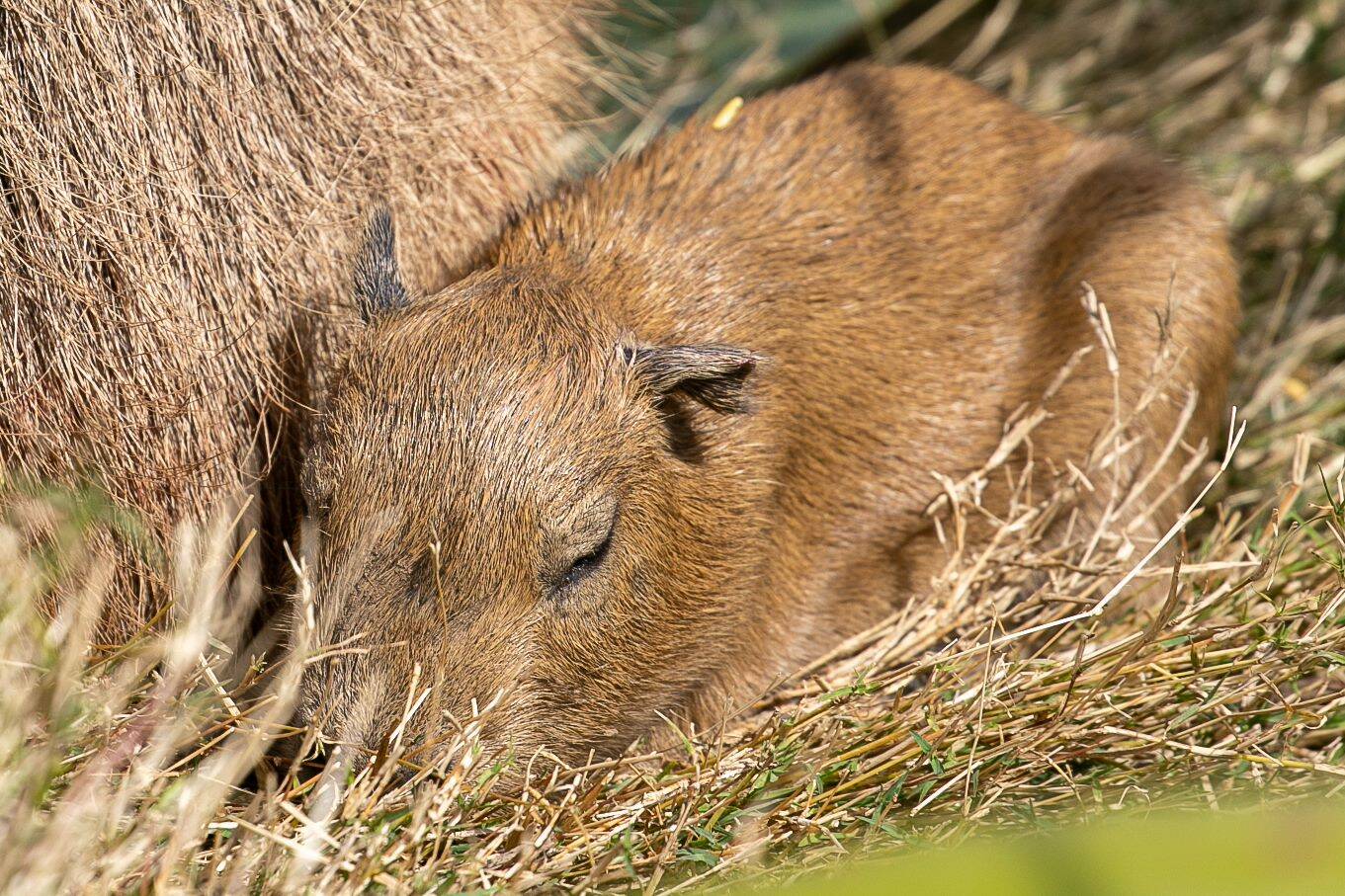 Zoo's 'romantic' efforts bring arrival of first capybara baby in