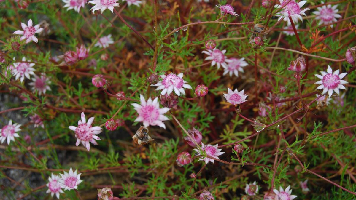 CATCH THEM WHILE YOU CAN: Pink flannel flowers are blooming in a rare display. 