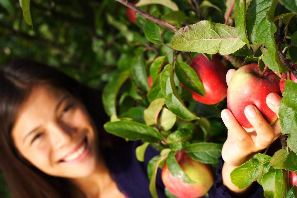 AN APPLE A DAY: Try your hand at fruit picking