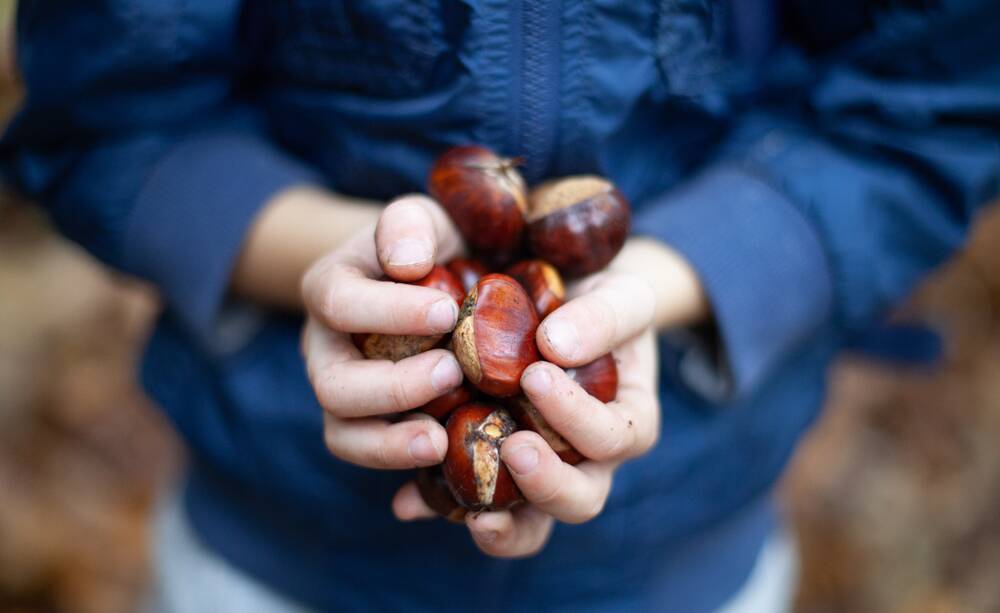 PICKING TIME: Get out and grab some chestnuts.