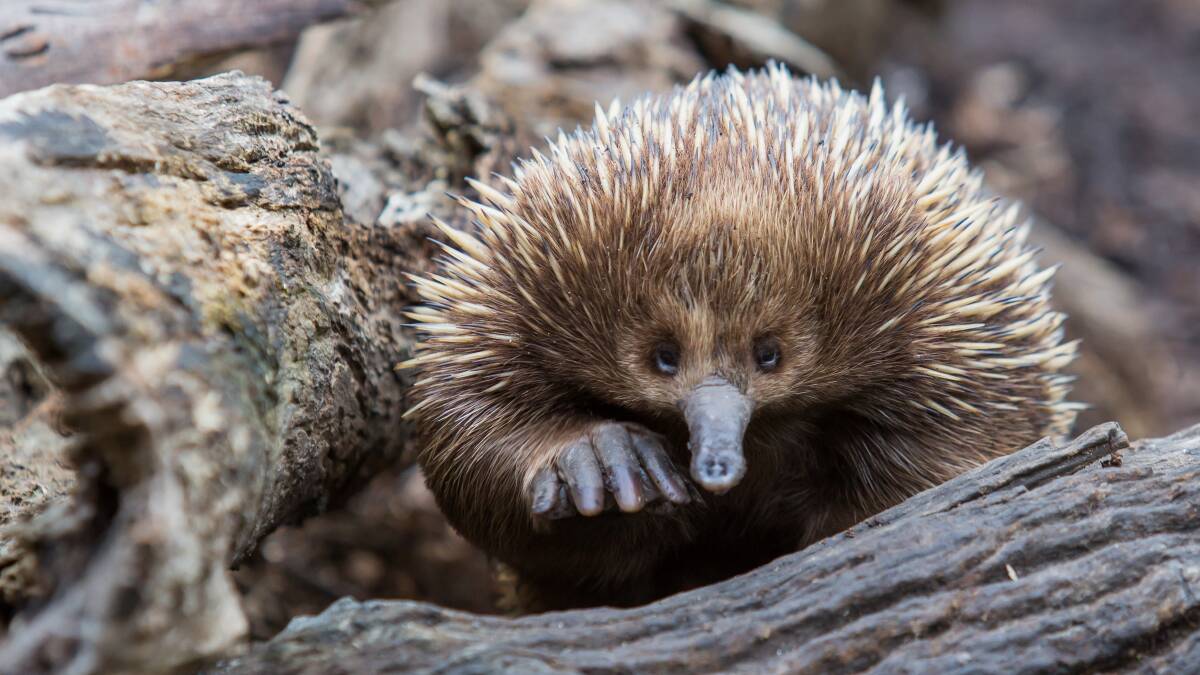 Writing The Echidna often doesn't feel like work at all, more a lively conversation with a bunch of friends. Picture Shutterstock