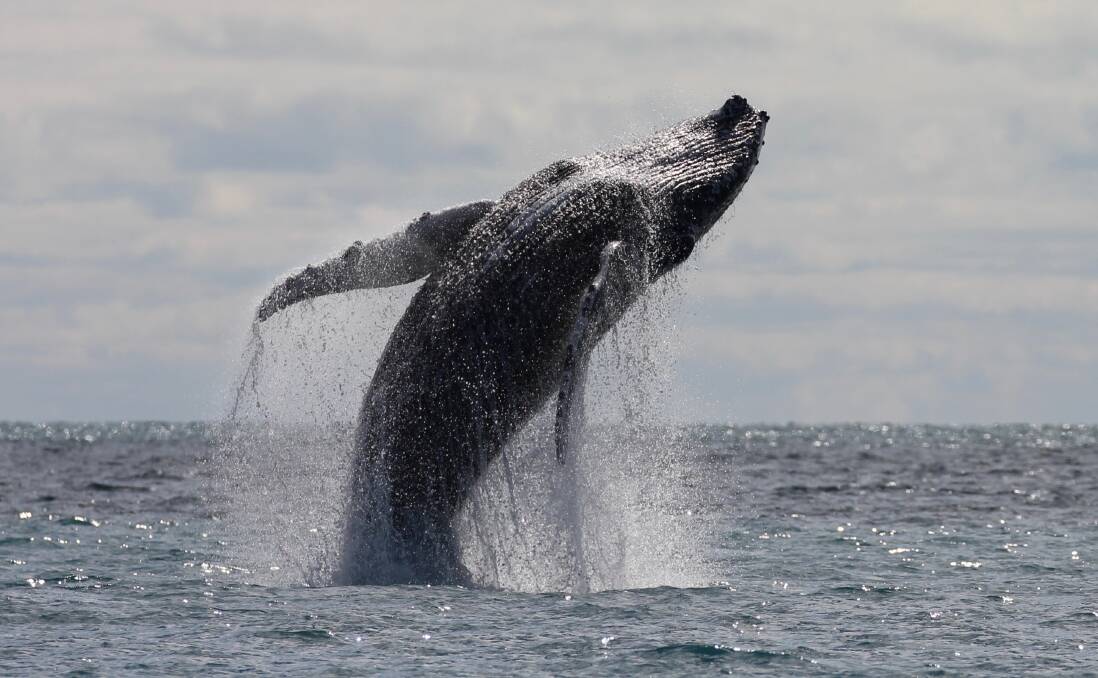 Whale photos by Dr Keeley