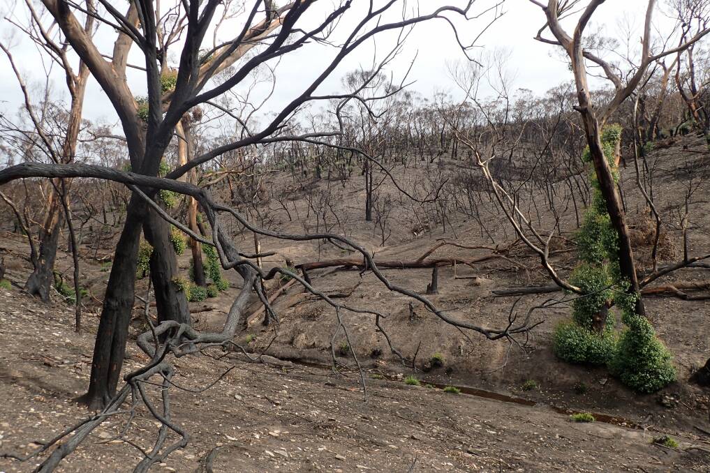 DECIMATED: Western River Wilderness Protected Area on Kangaroo Island after the bushfires of 2019/2020. Photo: SA Museum 