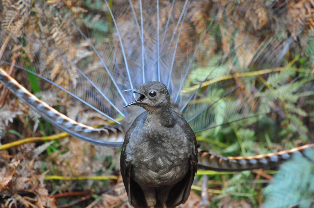 New research has revealed male lyrebirds mimic the sounds of predators to coerce the female of the species into sex. Picture: Alex Maisey