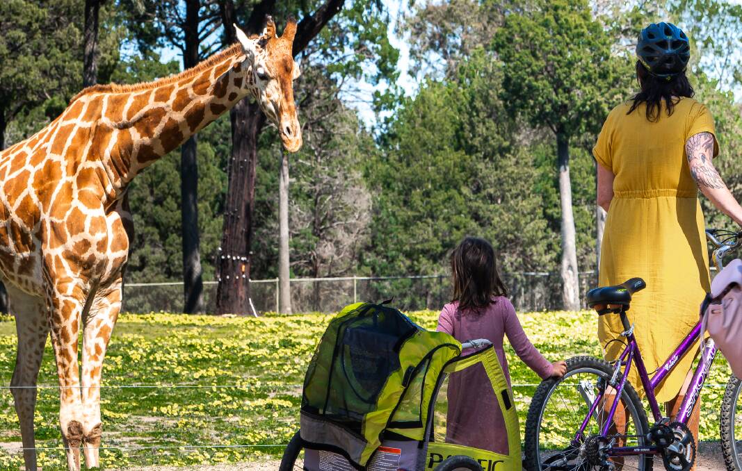 Visitors can cycle right up to the enclosures at Taronga Western Plains Zoo, Pictures: Michael Turtle