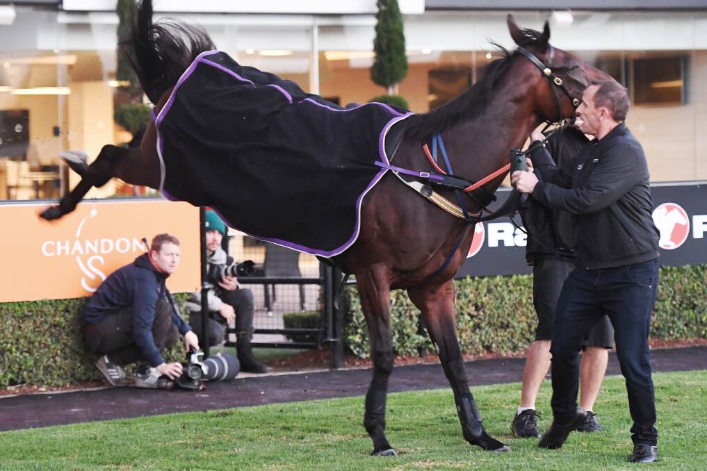 Winx was in high spirits before her final start in a race last year in the Queen Elizabeth Stakes, almost collecting trainer Chris Waller at one stage.