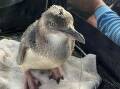 Just getting a lift: A penguin was rescued at Boat Harbour on Saturday in torrential rain. 