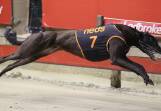 Palawa King has been crowned 2023 Greyhound of the Year. Picture supplied