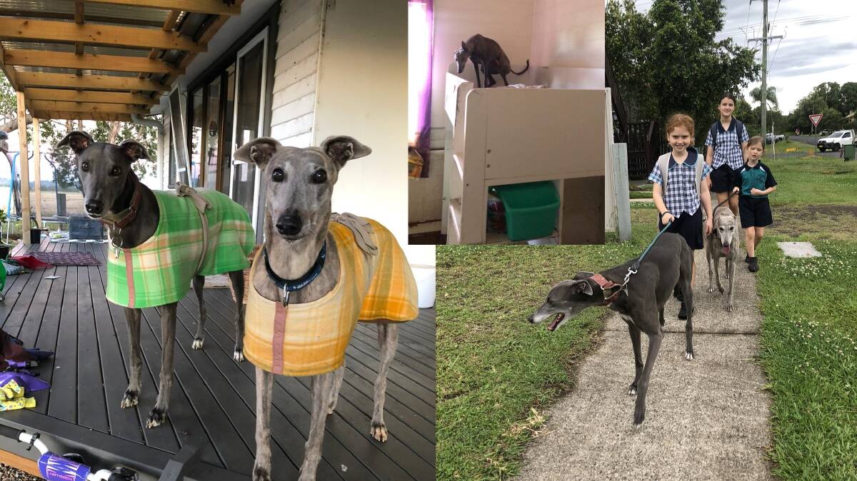 Left, Pete and Darla miraculously survived the Lismore floods. Middle, Darla found on the loft bed after two days. Right, Hayley Carter's daughters Ruby and Rose Smales and Vera Hayman with Pete and Darla. Photos: Supplied
