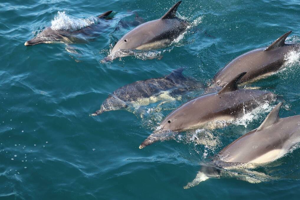 Bottlenose dolphins can live for more than 40 years, with females typically living 5-10 years longer than males. Photo: Cat Balou Cruises.