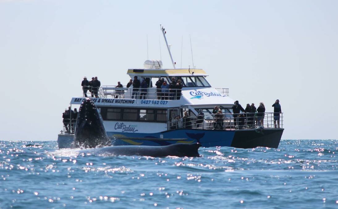 Far South Coast whale watching in action onboard Cat Balou. Photo: Cat Balou Cruises.