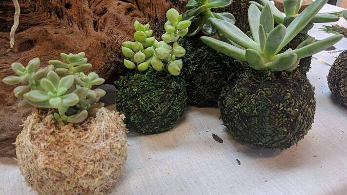 Learn how to make your own Kokedama creations.