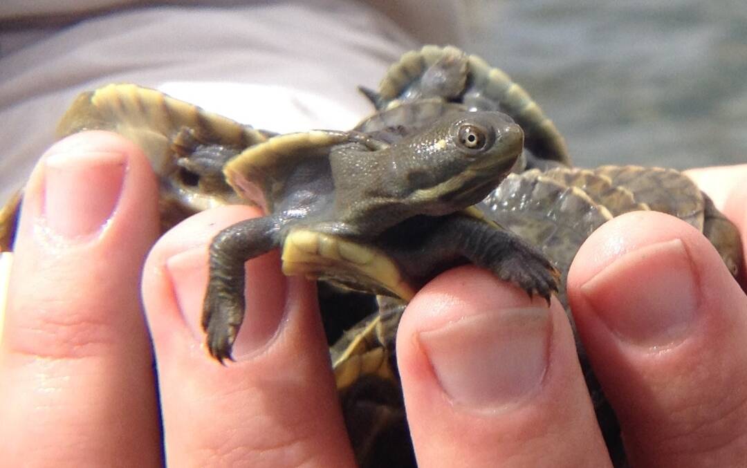 A Murray Short-Necked Turtle hatchling. Picture: Ricky Spencer