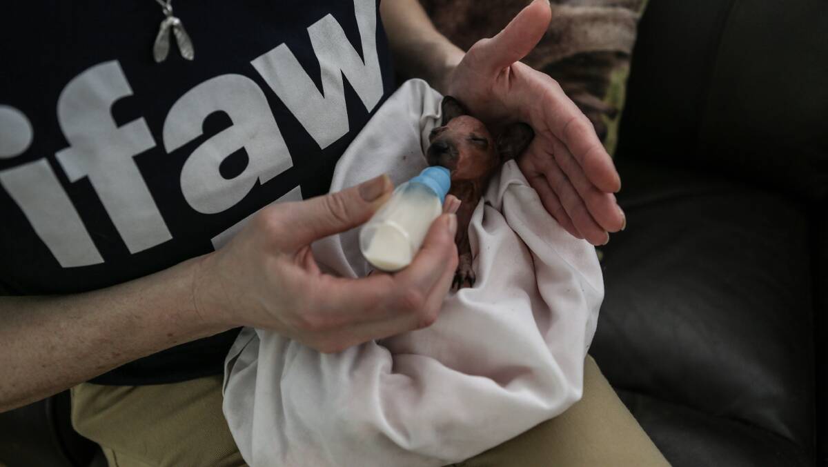 An IFAW responder feeding formula to May, the red-necked wallaby joey. Picture:IFAW