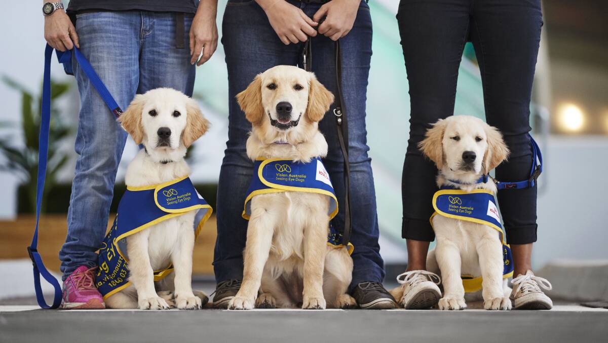 Three furry students at the Mobility Training Centre. Picture: Supplied