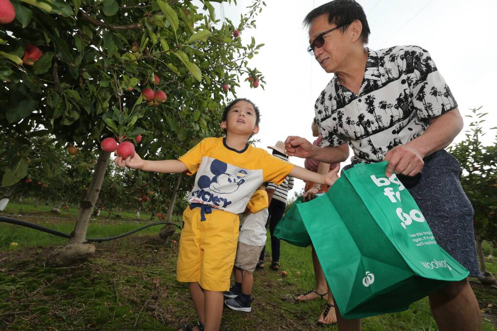 Jairus, 4, and his grandfather Rodolfo Baluyut pick apples at the Bilpin Fruit Bowl. Picture: Geoff Jones