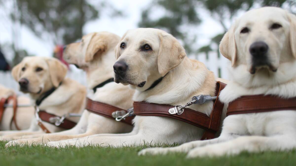 Volunteers are needed to help bring the next generation of Guide Dogs into the world. Picture: Geoff Jones