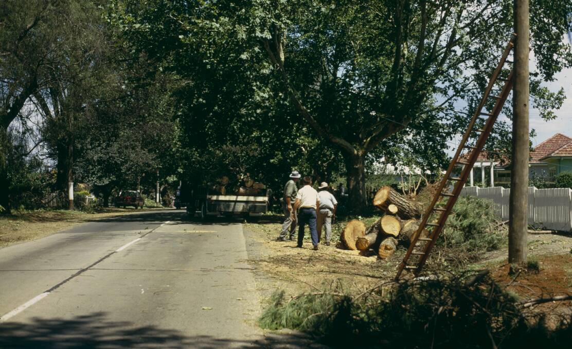 Some of the Plane trees were damaged as a result of the 1956 storm. Picture: R.D. Power, courtesy Hawkesbury Library Service.